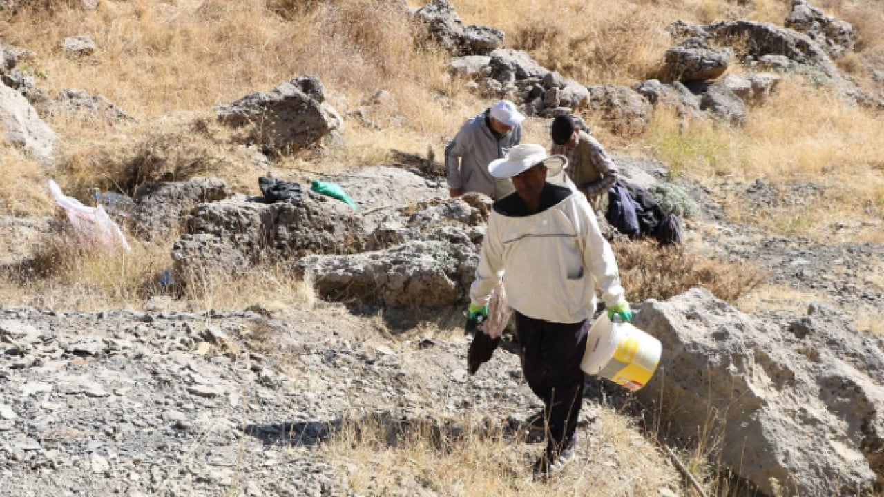 Foto - Kilo fiyatı dudak uçuklattı! Özel izinle bölgeye girip topladılar
