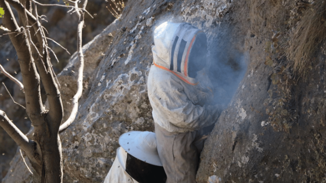 Foto - Kilo fiyatı dudak uçuklattı! Özel izinle bölgeye girip topladılar