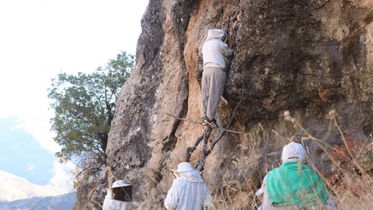 Kilo fiyatı dudak uçuklattı! Özel izinle bölgeye girip topladılar