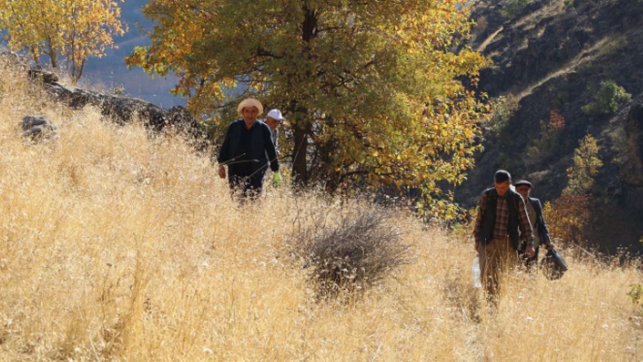 Foto - Kilo fiyatı dudak uçuklattı! Özel izinle bölgeye girip topladılar