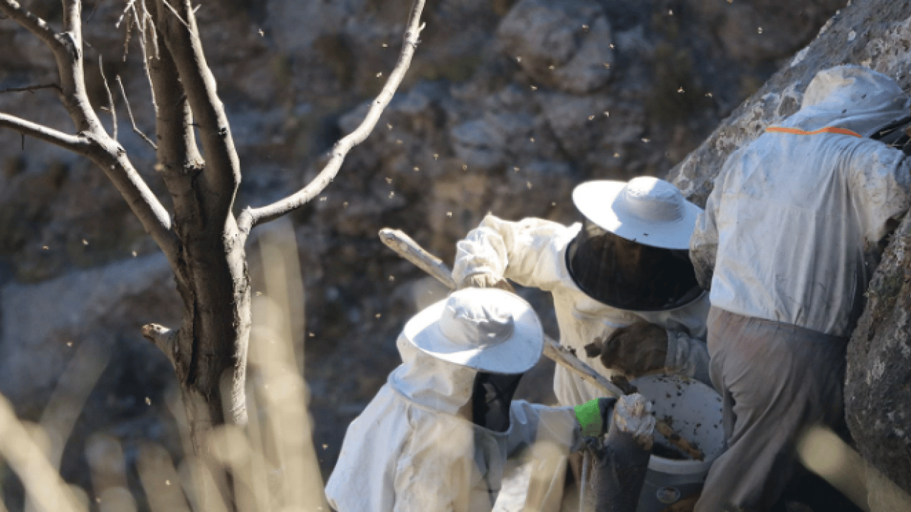 Foto - Kilo fiyatı dudak uçuklattı! Özel izinle bölgeye girip topladılar