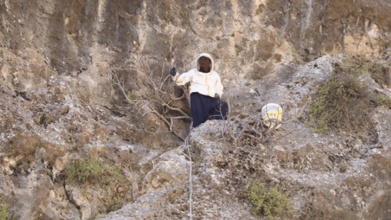 Foto - Kilo fiyatı dudak uçuklattı! Özel izinle bölgeye girip topladılar