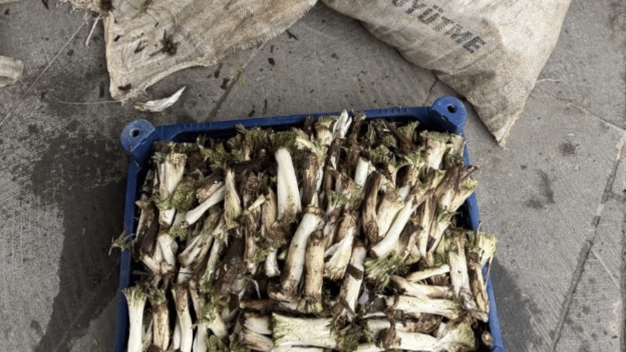 Foto - Kilo fiyatı kafaları karıştırdı! Satıcıya göre ucuz alıcıya göre pahalı