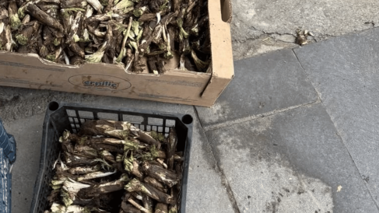 Foto - Kilo fiyatı kafaları karıştırdı! Satıcıya göre ucuz alıcıya göre pahalı