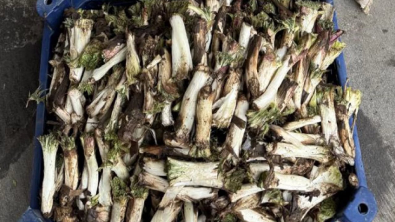 Foto - Kilo fiyatı kafaları karıştırdı! Satıcıya göre ucuz alıcıya göre pahalı