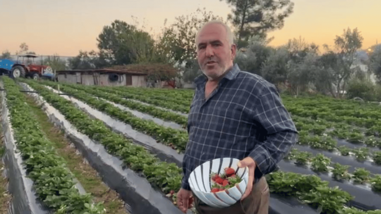 Foto - Kilogram fiyatı 130 TL! Mersin'de çilek hasadı başladı