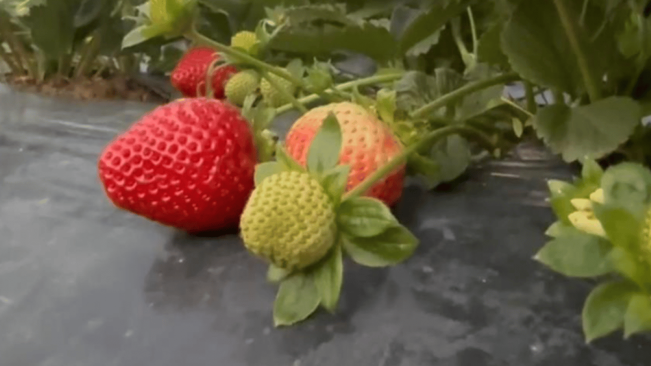 Foto - Kilogram fiyatı 130 TL! Mersin'de çilek hasadı başladı