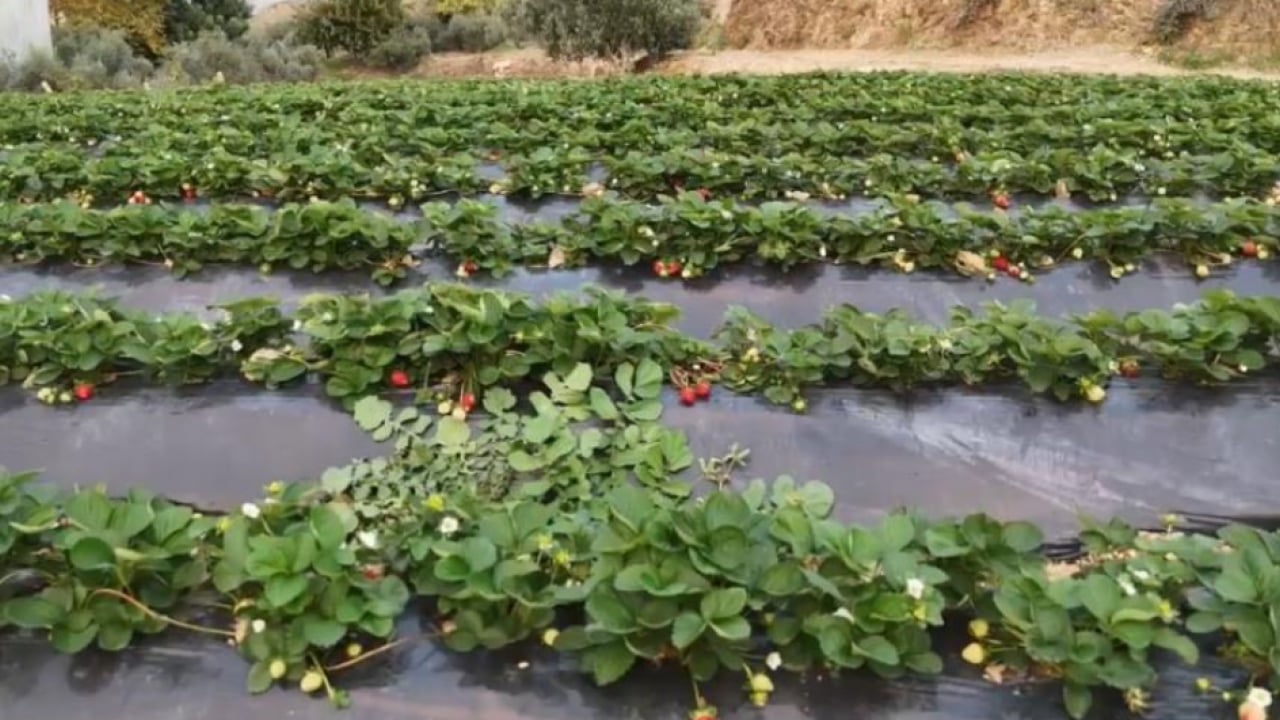 Foto - Kilogram fiyatı 130 TL! Mersin'de çilek hasadı başladı