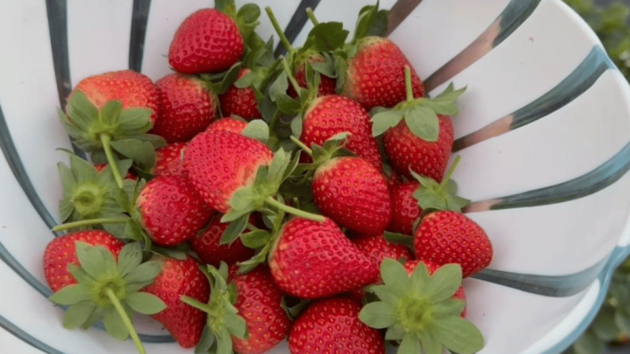 Foto - Kilogram fiyatı 130 TL! Mersin'de çilek hasadı başladı