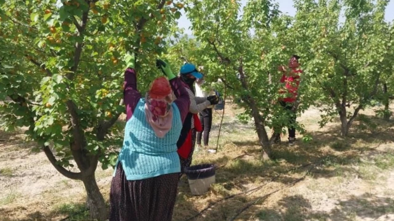 Foto - Kilogram fiyatı sevindirdi! Mersin'de kayısı hasadı başladı