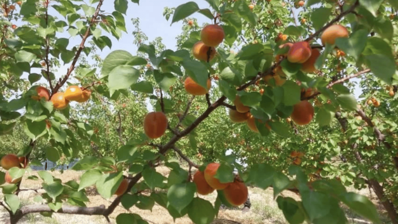 Foto - Kilogram fiyatı sevindirdi! Mersin'de kayısı hasadı başladı