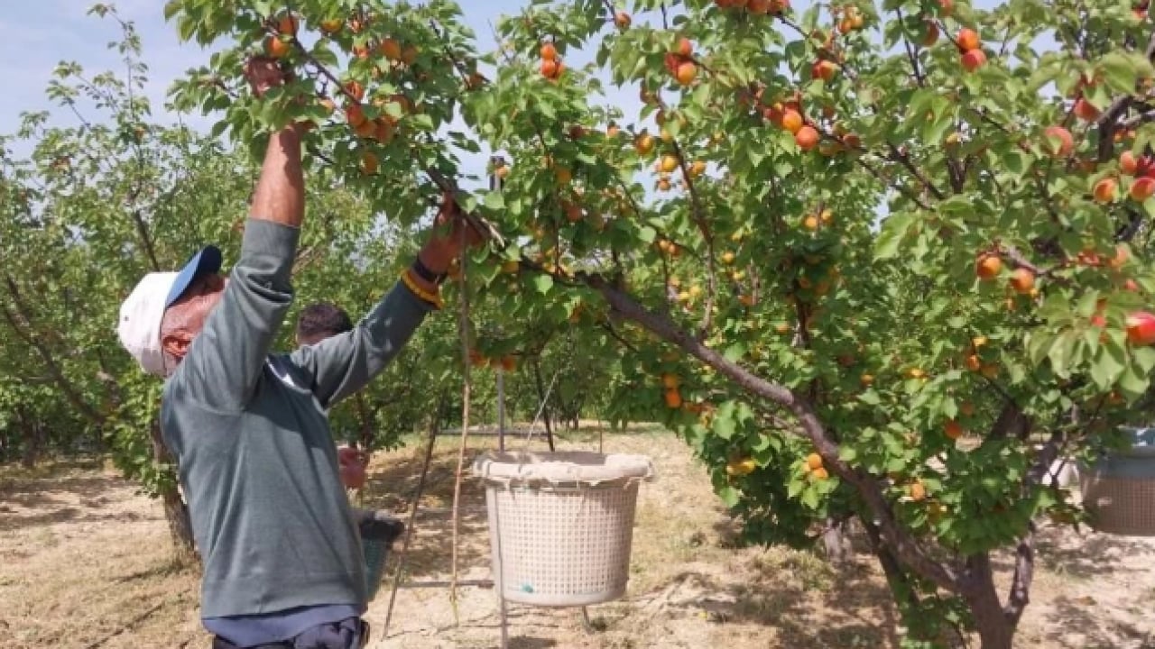 Foto - Kilogram fiyatı sevindirdi! Mersin'de kayısı hasadı başladı