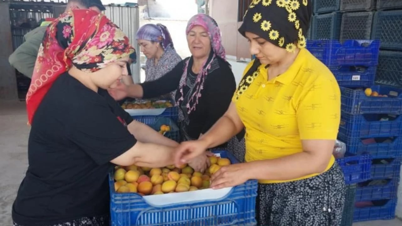 Foto - Kilogram fiyatı sevindirdi! Mersin'de kayısı hasadı başladı
