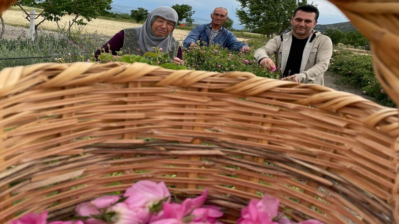 Foto - Kilogramı 12 bin Euro! Hasat heyecanı başladı