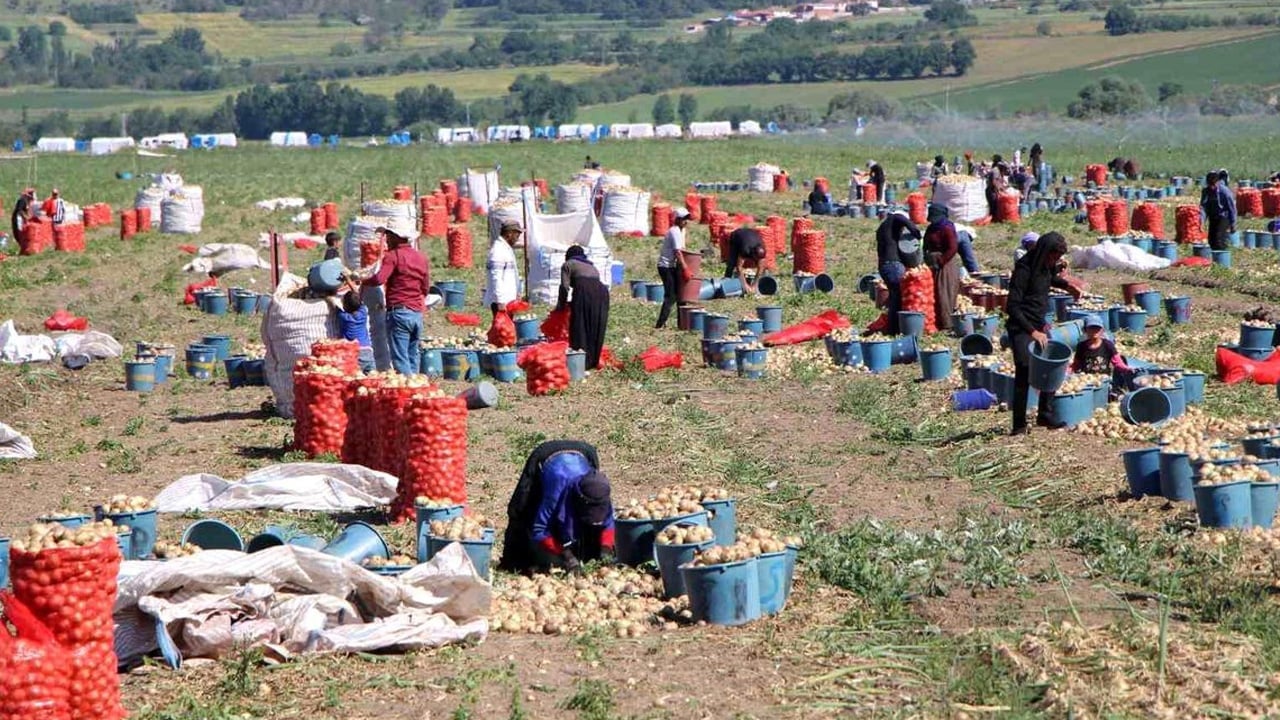 Foto - Satış fiyatı belirlendi... Kilosu 12.5 TL'den satılıyor: Soğan kolesterolü düzenleyip tansiyonu dengeliyor! 