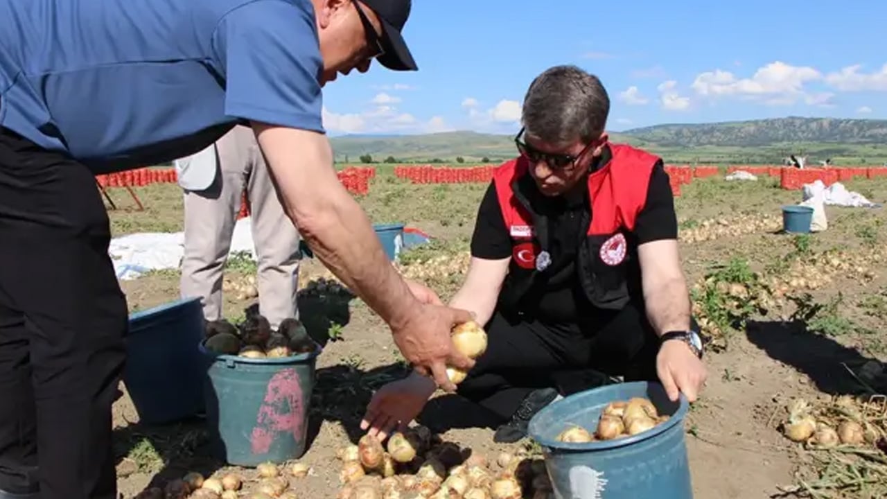  Satış fiyatı belirlendi... Kilosu 12.5 TL'den satılıyor: Soğan kolesterolü düzenleyip tansiyonu dengeliyor! 