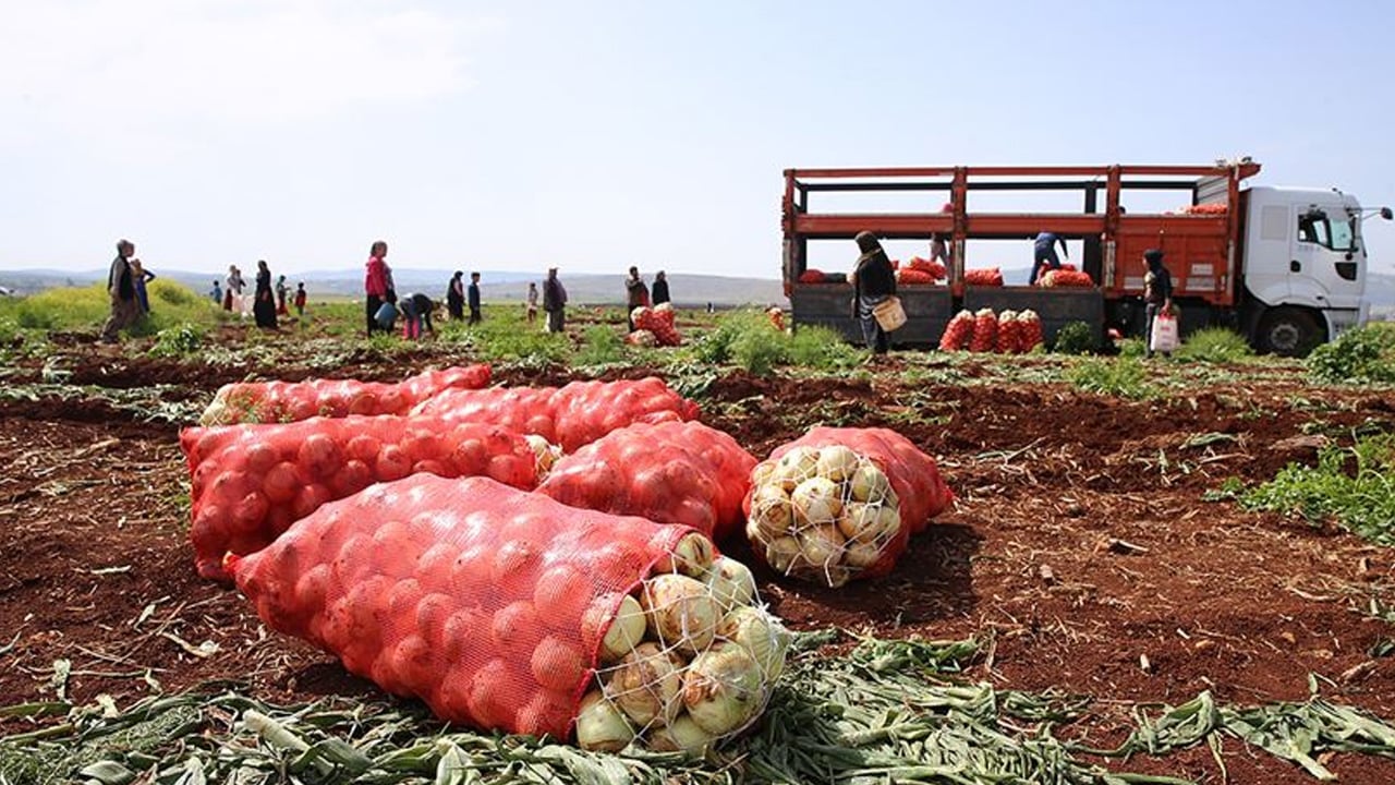 Foto - Satış fiyatı belirlendi... Kilosu 12.5 TL'den satılıyor: Soğan kolesterolü düzenleyip tansiyonu dengeliyor! 