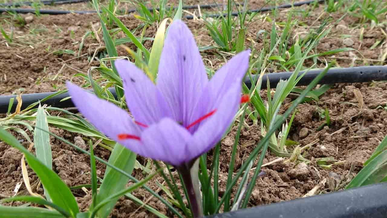 Foto - Kilosu 2 bin 500 liraya kadar çıkıyor: Talep çok ürün yok