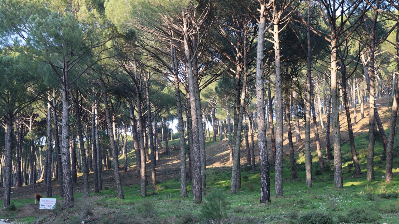 Foto - Kilosu 3 bin lirayı buldu! Altın değerindeki ürün böyle korunuyor