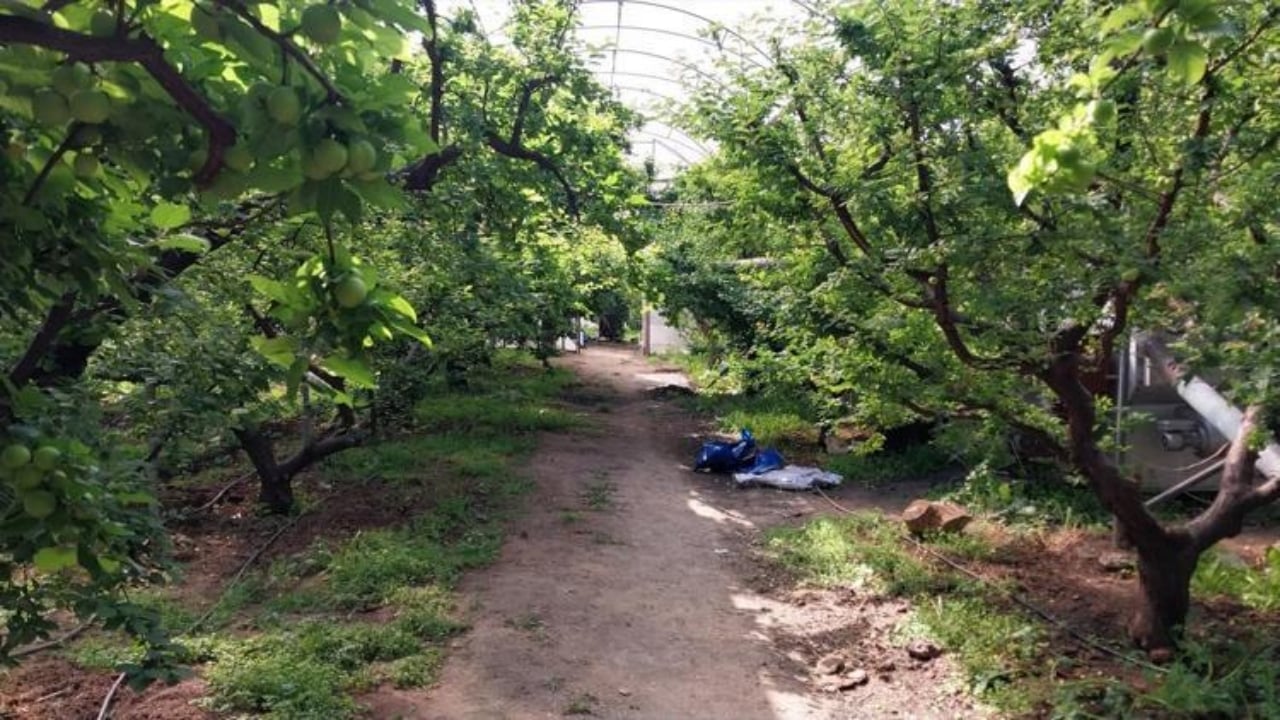 Foto - Kilosu 4 bin liradan 2 bin liraya düştü: Böbrekleri tertemiz yapıyor, toksinlerden zerre eser kalmıyor
