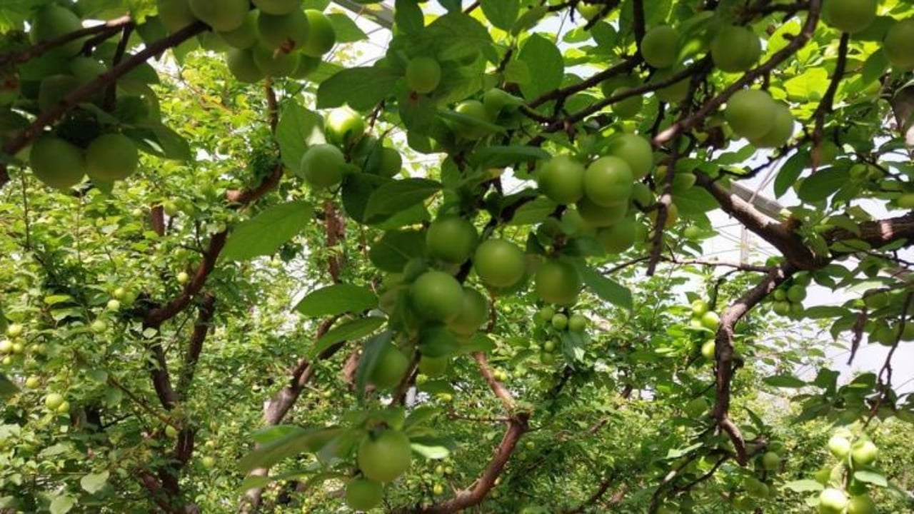 Foto - Kilosu 4 bin liradan 2 bin liraya düştü: Böbrekleri tertemiz yapıyor, toksinlerden zerre eser kalmıyor