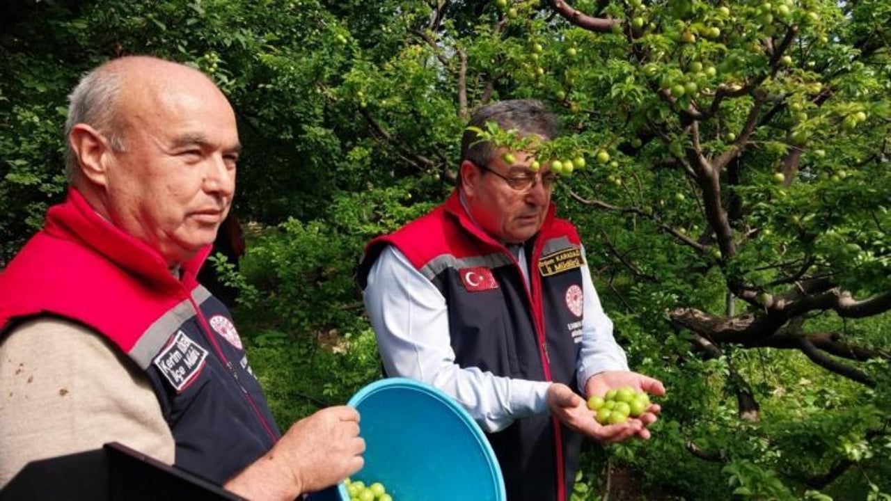 Foto - Kilosu 4 bin liradan 2 bin liraya düştü: Böbrekleri tertemiz yapıyor, toksinlerden zerre eser kalmıyor