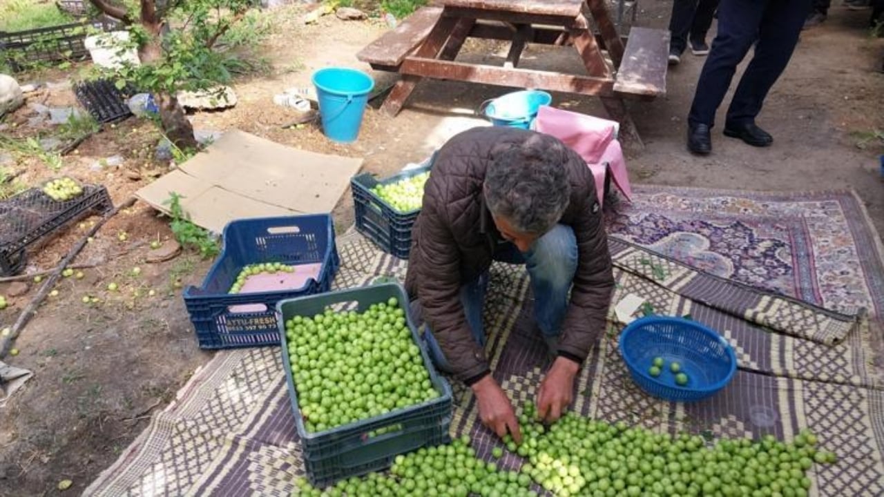 Foto - Kilosu 4 bin liradan 2 bin liraya düştü: Böbrekleri tertemiz yapıyor, toksinlerden zerre eser kalmıyor