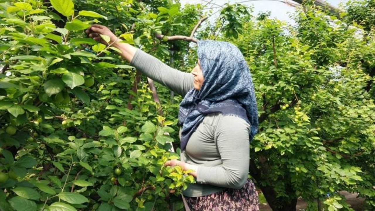 Foto - Kilosu 4 bin liradan 2 bin liraya düştü: Böbrekleri tertemiz yapıyor, toksinlerden zerre eser kalmıyor