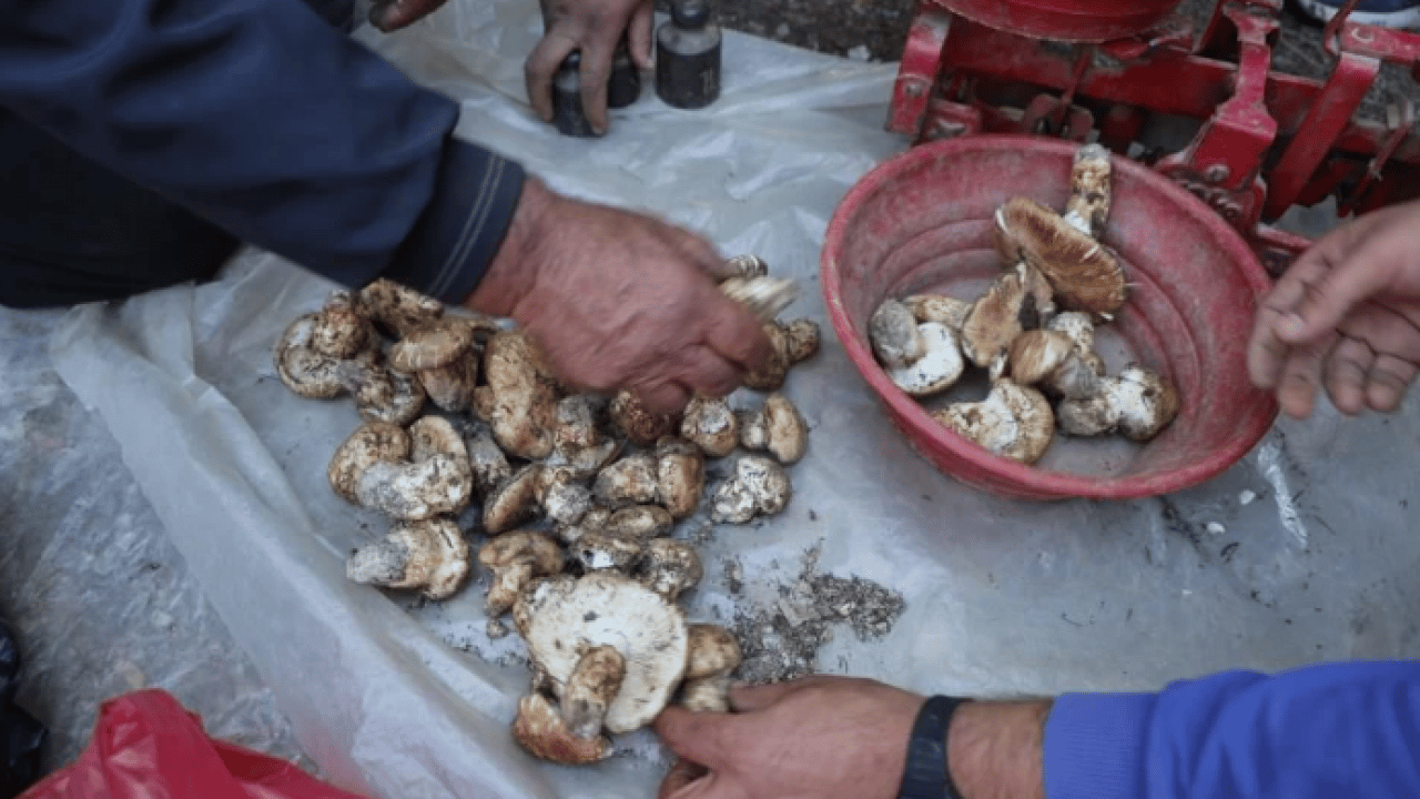 Foto - Kilosu 500 TL’ye satılıyor ama..! Köylülere 'dikkatli olun' uyarısı geldi