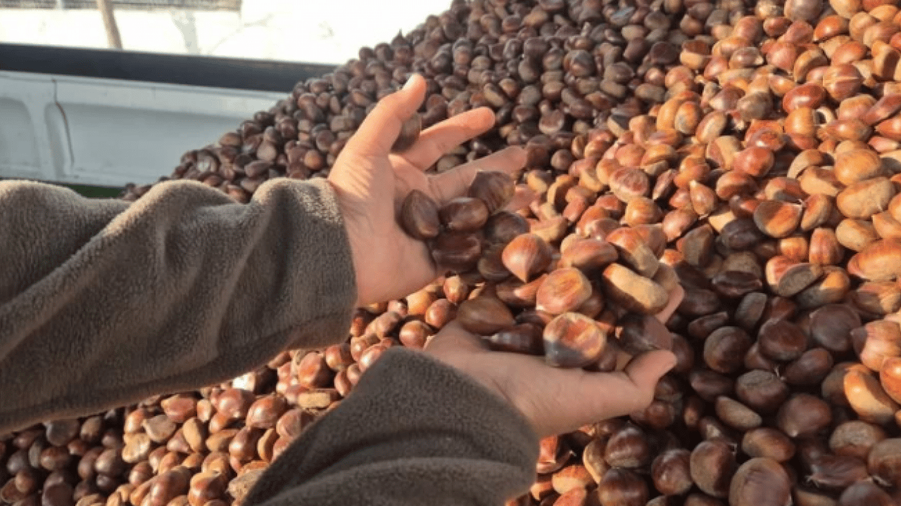 Foto - Kilosu 175 liradan satılıyor! Havaların soğumasıyla yıldızı parladı