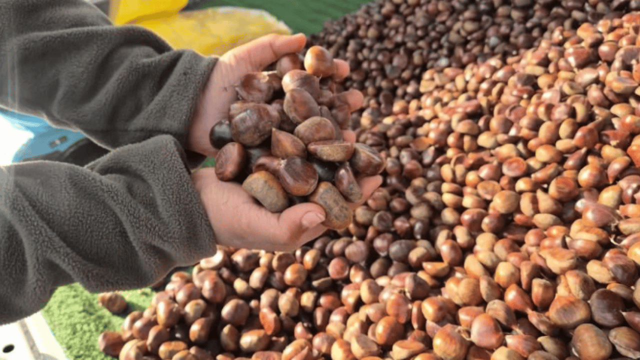 Foto - Kilosu 175 liradan satılıyor! Havaların soğumasıyla yıldızı parladı