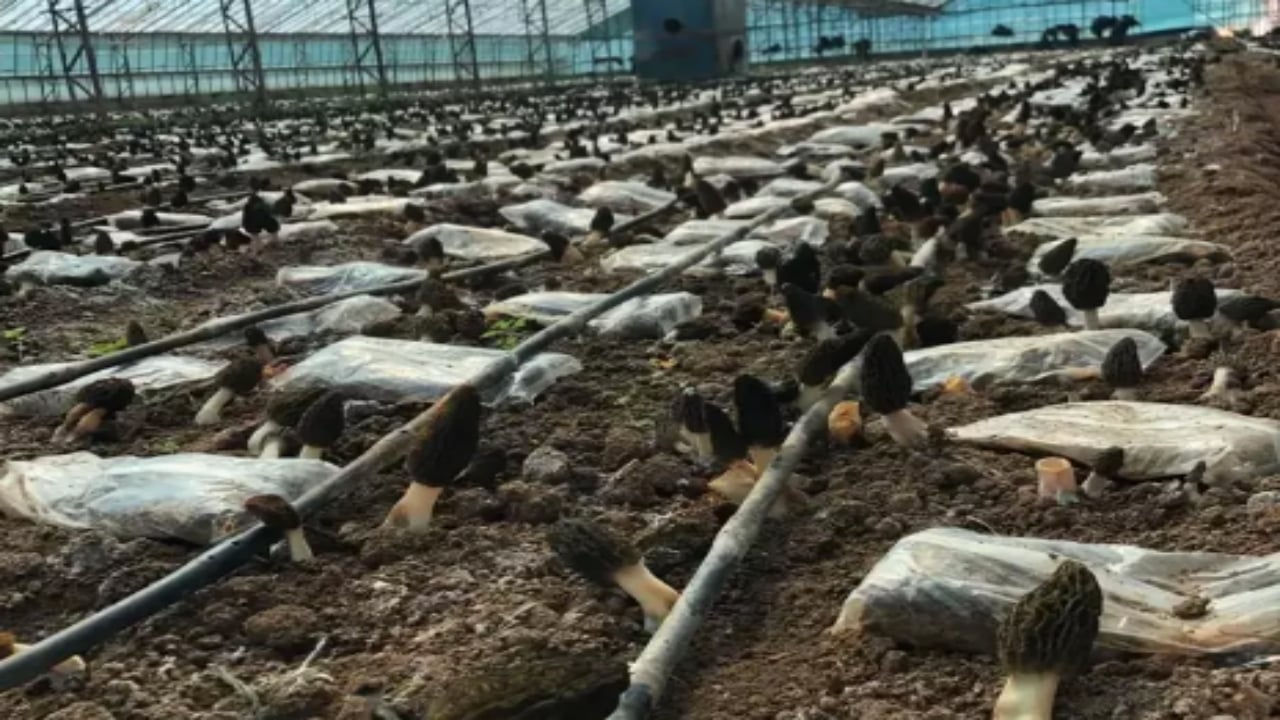 Foto - Kilosu servet değerinde! Türkiye’de kimsenin yapamadığını yaptı, ilk hasatta yarım tonu geçti