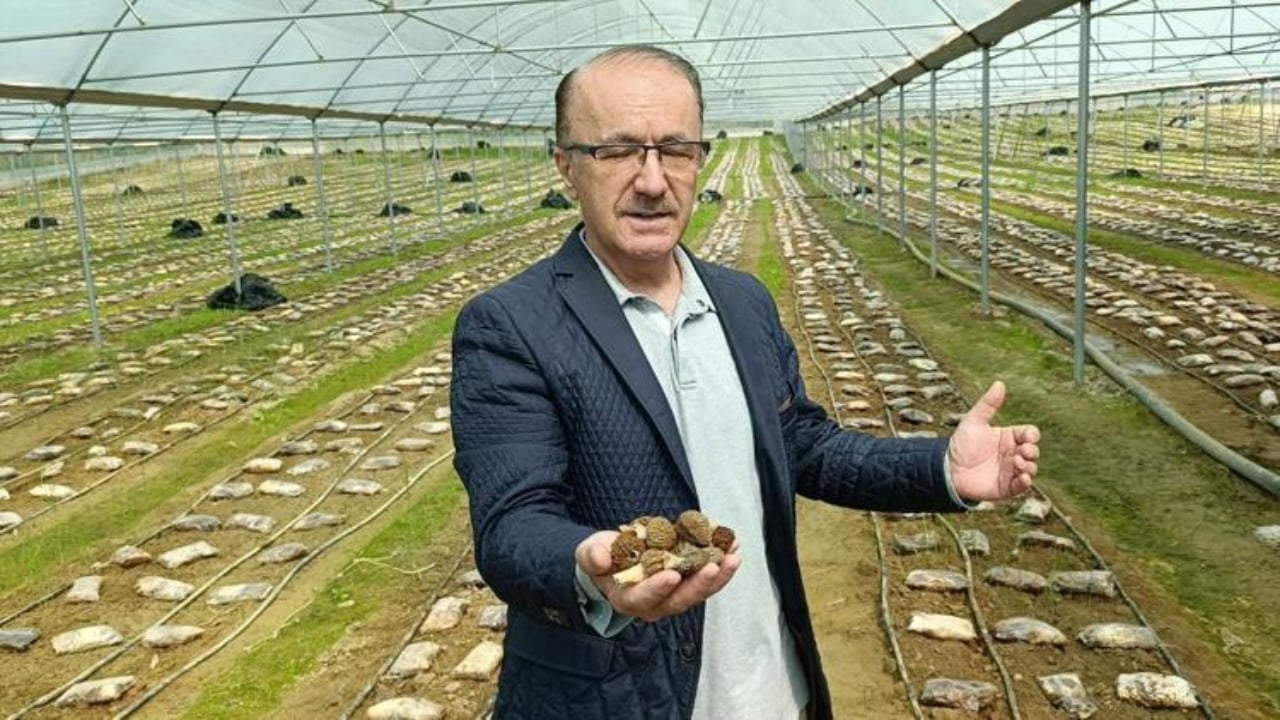 Kilosu servet değerinde! Türkiye’de kimsenin yapamadığını yaptı, ilk hasatta yarım tonu geçti