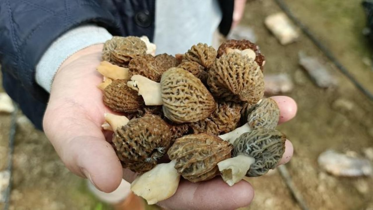 Foto - Kilosu servet değerinde! Türkiye’de kimsenin yapamadığını yaptı, ilk hasatta yarım tonu geçti