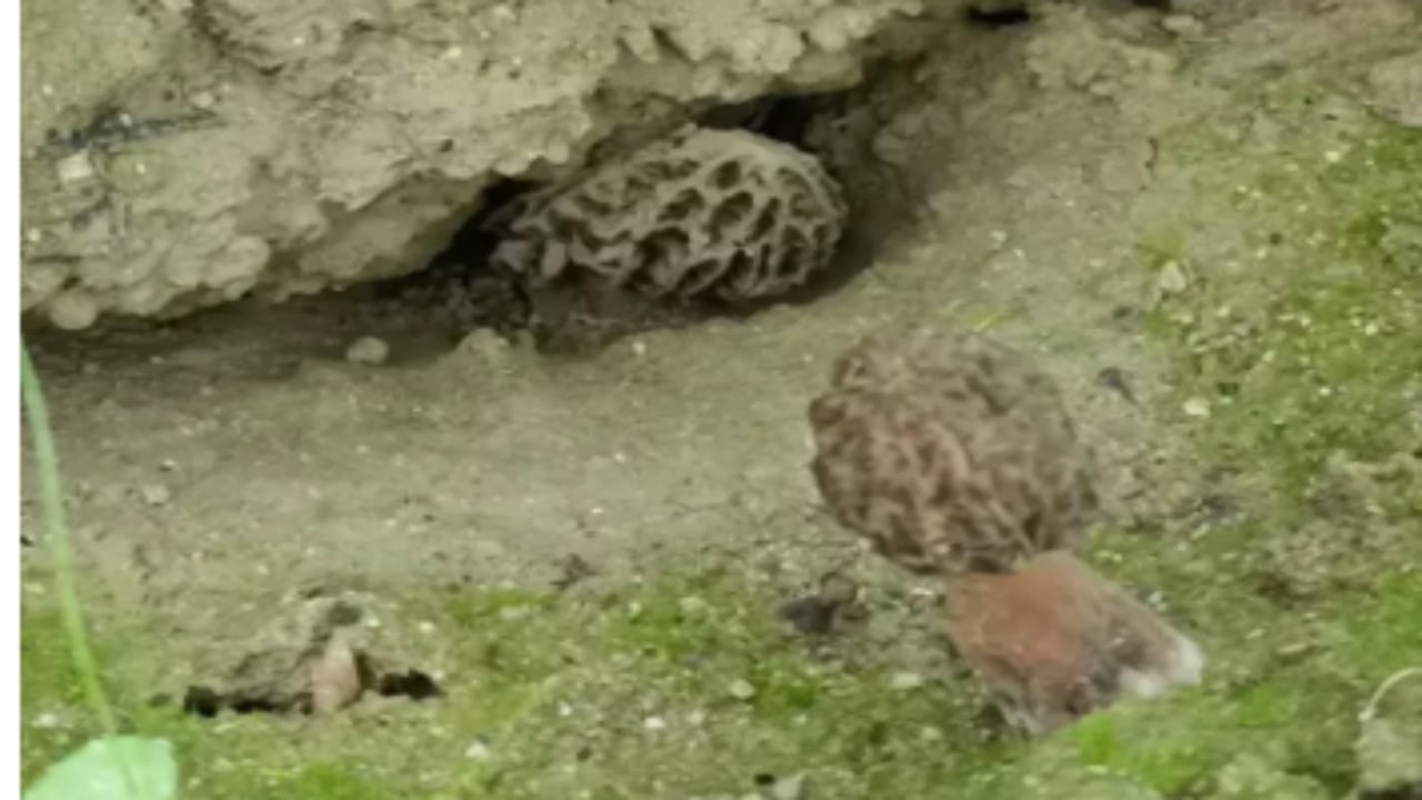 Foto - Kilosu servet değerinde! Türkiye’de kimsenin yapamadığını yaptı, ilk hasatta yarım tonu geçti