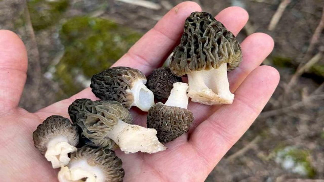 Foto - Kilosu servet değerinde! Türkiye’de kimsenin yapamadığını yaptı, ilk hasatta yarım tonu geçti