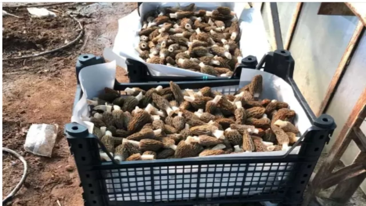 Foto - Kilosu servet değerinde! Türkiye’de kimsenin yapamadığını yaptı, ilk hasatta yarım tonu geçti