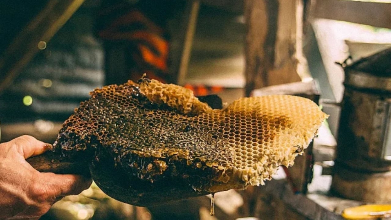 Foto - Kilosu tam 264 bin TL! Dünyanın en pahalı gıdası Türkiye’den çıktı: Guinness Rekorlar Kitabı’na girdi