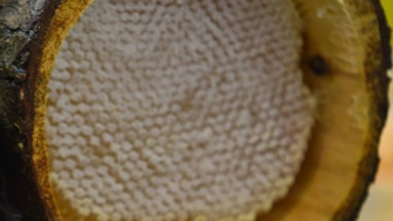Foto - Kilosu tam 264 bin TL! Dünyanın en pahalı gıdası Türkiye’den çıktı: Guinness Rekorlar Kitabı’na girdi