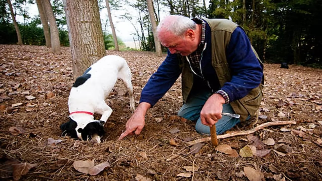 Kilosu tam 345 bin TL! Ormanlarda köpeklerle aranıyor, "dünyanın en pahalı lezzeti" deniliyor