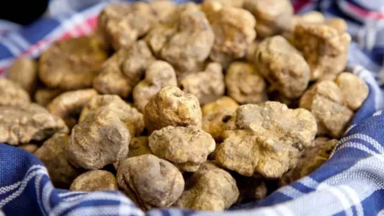 Foto - Kilosu tam 345 bin TL! Ormanlarda köpeklerle aranıyor, "dünyanın en pahalı lezzeti" deniliyor