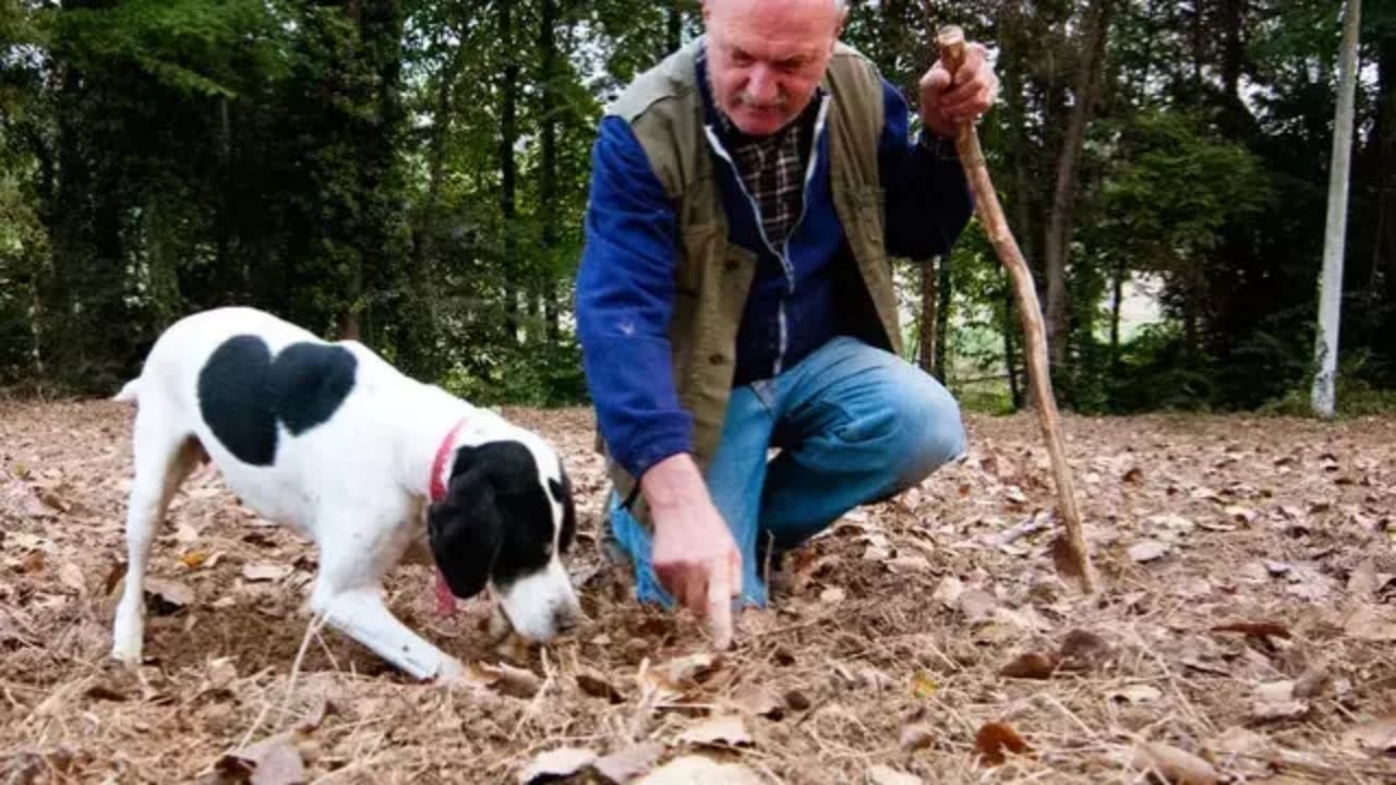 Foto - Kilosu tam 345 bin TL! Ormanlarda köpeklerle aranıyor, "dünyanın en pahalı lezzeti" deniliyor