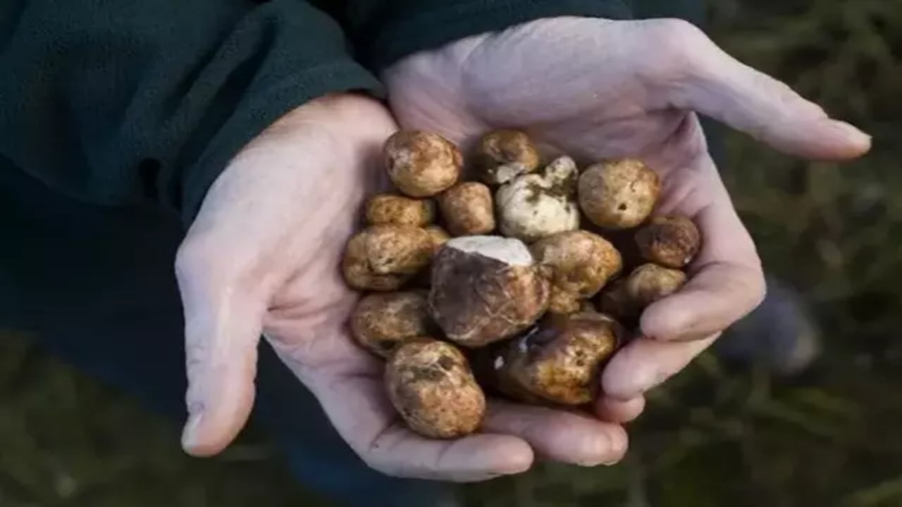 Foto - Kilosu tam 345 bin TL! Ormanlarda köpeklerle aranıyor, "dünyanın en pahalı lezzeti" deniliyor