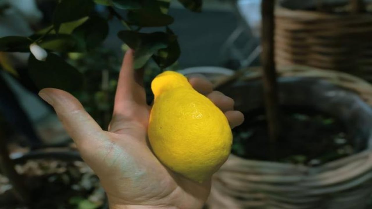 Foto - Kilosu tamı tamına 7 bin TL! Balkondaki saksıda bile yetişiyor, getirisiyle ev ve araba aldırıyor