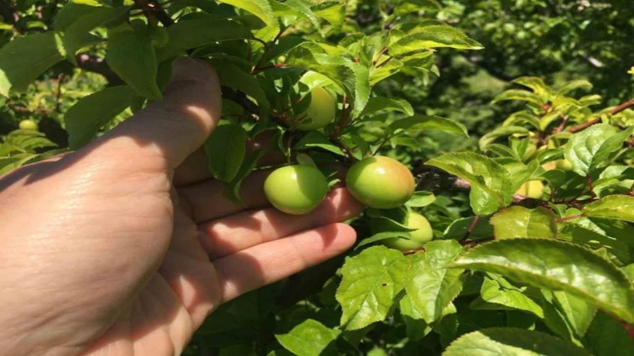 Foto - Kilosu tamı tamına 800 TL! Araplar ve Avrupalılar sıraya girdi, hasat başlar başlamaz bitiyor