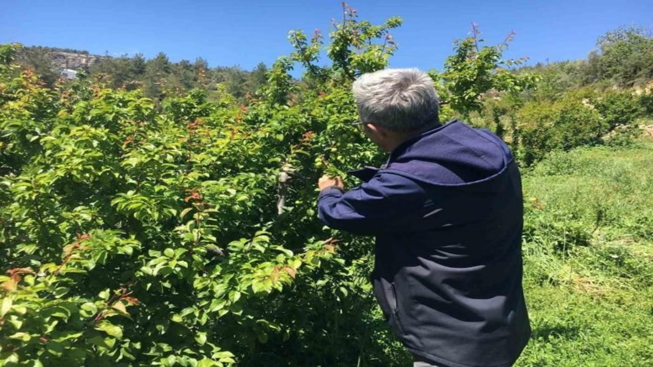 Kilosu tamı tamına 800 TL! Araplar ve Avrupalılar sıraya girdi, hasat başlar başlamaz bitiyor
