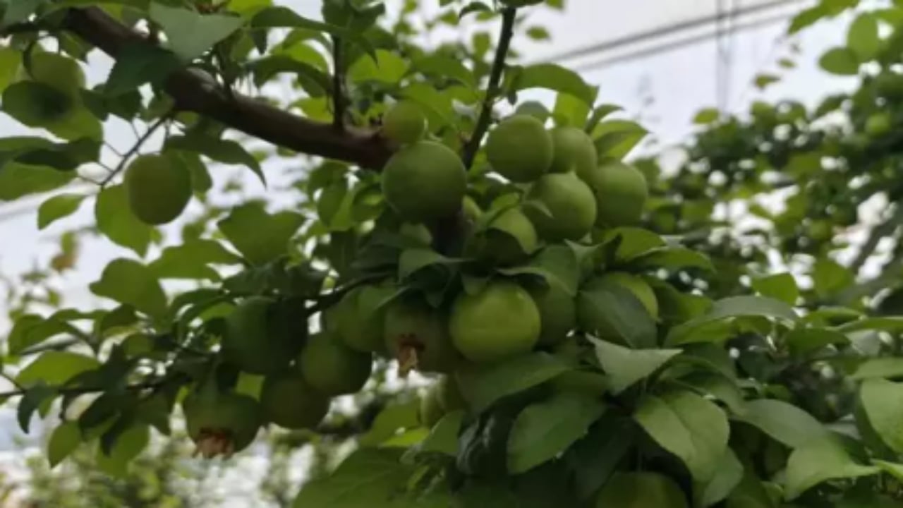 Foto - Kilosu tamı tamına 800 TL! Araplar ve Avrupalılar sıraya girdi, hasat başlar başlamaz bitiyor