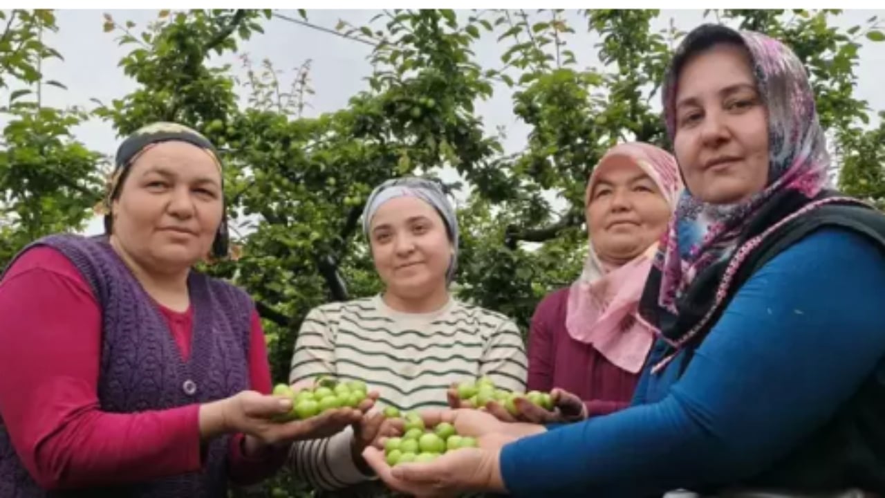 Foto - Kilosu tamı tamına 800 TL! Araplar ve Avrupalılar sıraya girdi, hasat başlar başlamaz bitiyor
