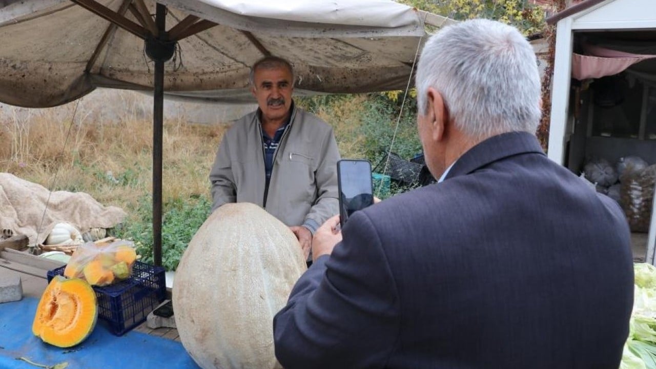 Kilosunu öğrenince şaşıracaksınız! Ata tohumu kabak ilgi odağı oldu