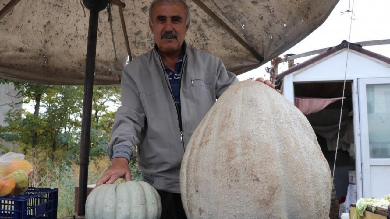 Foto - Kilosunu öğrenince şaşıracaksınız! Ata tohumu kabak ilgi odağı oldu